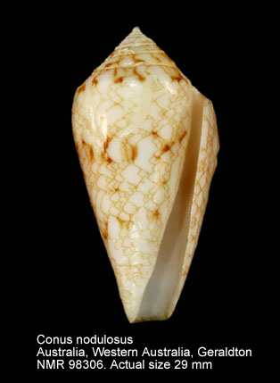 Conus nodulosus (9).jpg - Conus nodulosus G.B.Sowerby,1864